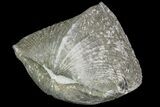 Pyrite Replaced Brachiopod (Paraspirifer) - Ohio #89726-1